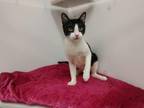 Lorel Domestic Shorthair Young Male
