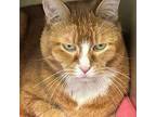 Ruby Domestic Shorthair Senior Female