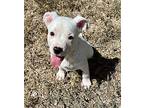 NEWT American Pit Bull Terrier Puppy Male