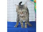 Jojo -38086 Domestic Shorthair Young Female