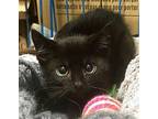 KITTEN 9 LIVES KELLY Domestic Shorthair Kitten Female
