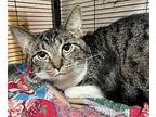 Mike Domestic Shorthair Young Male