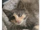 Sassie Domestic Shorthair Kitten Female