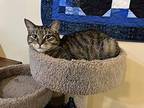 Scooch Domestic Shorthair Young Female