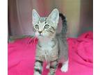TJay - 38177 Domestic Shorthair Kitten Male
