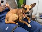 Dolly Lilly Fornfeist Chihuahua Adult Female
