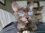 Hash Brown 2 Domestic Shorthair Kitten Female