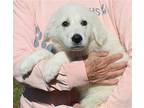 Beauty 38533 Great Pyrenees Puppy Female