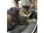 Vivian Domestic Shorthair Adult Female