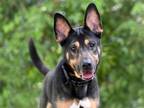 Adopt ENZO a German Shepherd Dog