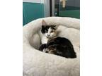 Marigold Domestic Shorthair Young Female