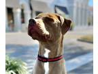 Adopt Dude a Labrador Retriever, Pit Bull Terrier