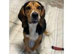 CHASE Beagle Adult Male