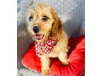 Cody Cavalier King Charles Spaniel Puppy Male