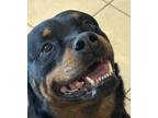 Rokko Rottweiler Adult Male