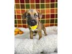 Dylan Boxer Puppy Male