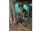 Duncan Domestic Shorthair Young Male