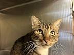 James Domestic Shorthair Adult Male