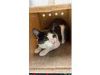 Pepper Domestic Shorthair Young Male