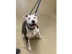 Meeko American Pit Bull Terrier Adult Female