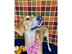 Ethel Redbone Coonhound Young Female