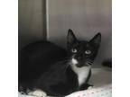 Newspaper Domestic Shorthair Young Female