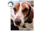 BOMBER Beagle Adult Male