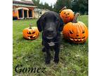 Gomez Labrador Retriever Puppy Male