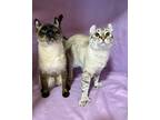 Hodge and Cookie Dough American Curl Adult Male