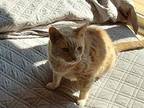 Rhinto Domestic Shorthair Senior Male