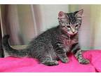 Renn - 38175 Domestic Shorthair Kitten Female