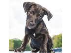 Chocolate Chip Labrador Retriever Puppy Male