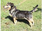 COOKIE SWEET AS CAN BE Dachshund Adult Female
