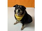 Harley Australian Shepherd Senior Female