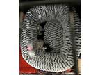 Coco Domestic Shorthair Kitten Female