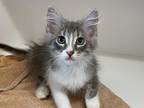 Jelly fish Domestic Shorthair Adult Female