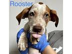 Rooster Pointer Puppy Male