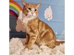 Jude Domestic Shorthair Adult Male