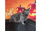 Shakira Domestic Shorthair Senior Female