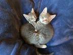 Bentley and Lincoln Domestic Shorthair Kitten Male