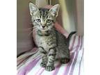Dodger - 38280 Domestic Shorthair Kitten Male