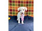 Simon Labrador Retriever Puppy Male