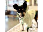 Adopt ELLIE a Miniature Pinscher