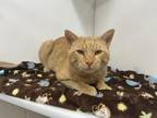 Timothy Domestic Shorthair Adult Male