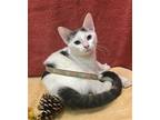 Paintbrush Domestic Shorthair Kitten Male