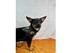 Lucy Manchester Terrier Young Female