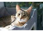 Billie Domestic Shorthair Young Female