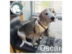 OSCAR Beagle Adult Male