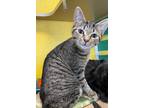 Swift Domestic Shorthair Young Female