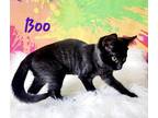 Boo Domestic Shorthair Kitten Female